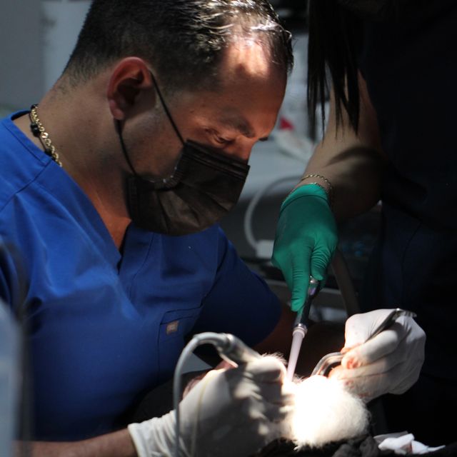 Oswaldo Sanchez Gonzalez, Dentista - Odontólogo Zapopan