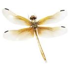 Dra. Adriana María Rivera Hoyos