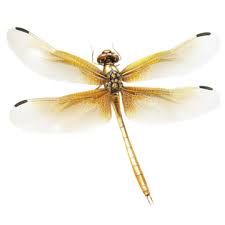 Adriana María Rivera Hoyos, Médico general Cancun