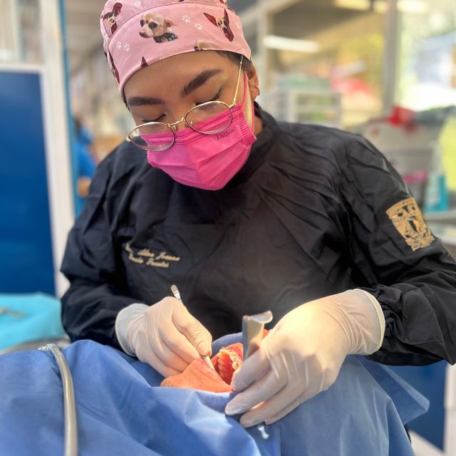 Alma Joanna García Fuentes, Dentista - Odontólogo Venustiano Carranza