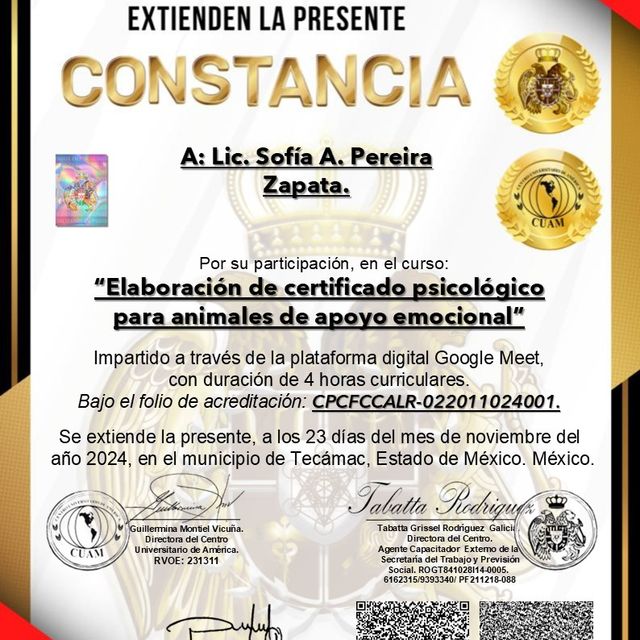 Ampliar imagen: certificate 2