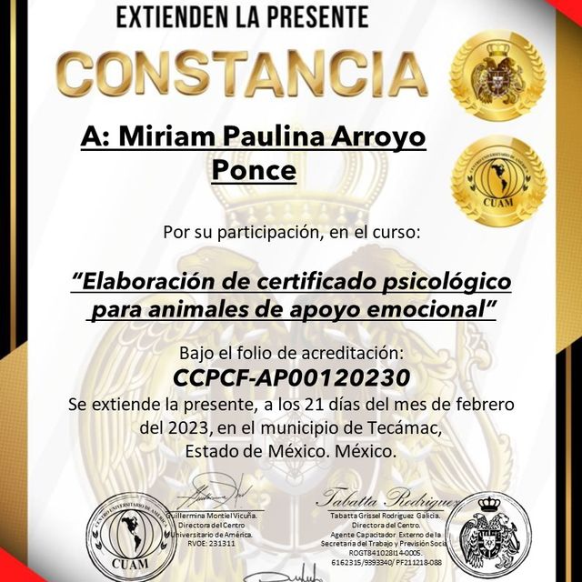 Ampliar imagen: certificate 5
