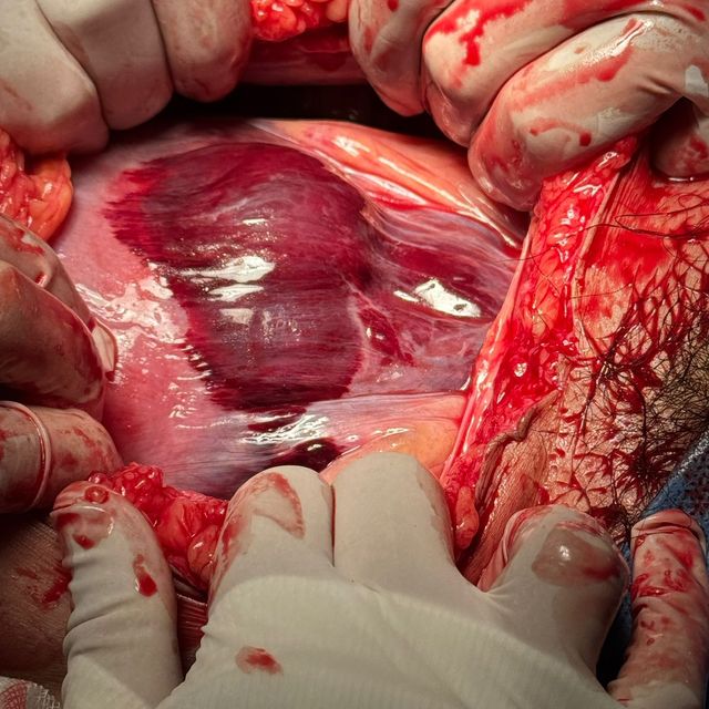 Ampliar imagen: certificate 26