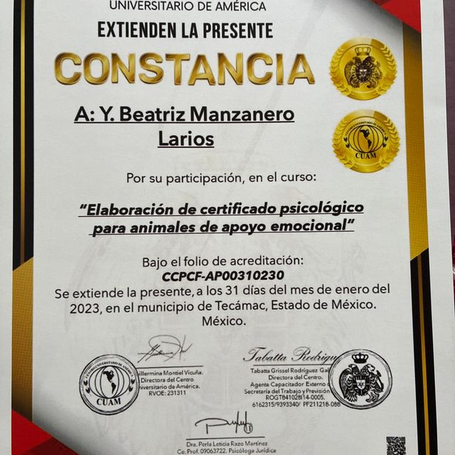 Ampliar imagen: certificate 3