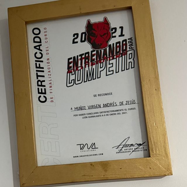 Ampliar imagen: certificate 5