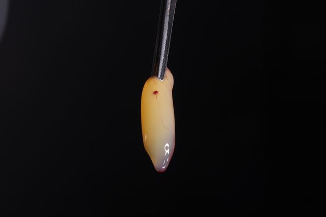 Ampliar imagen: Top Dental Mx