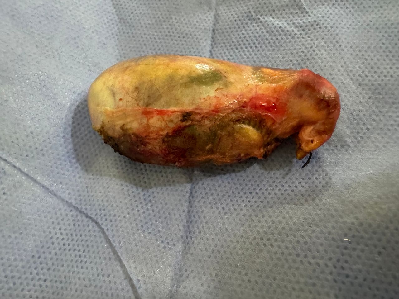 Jose Manuel Organista Adame-6