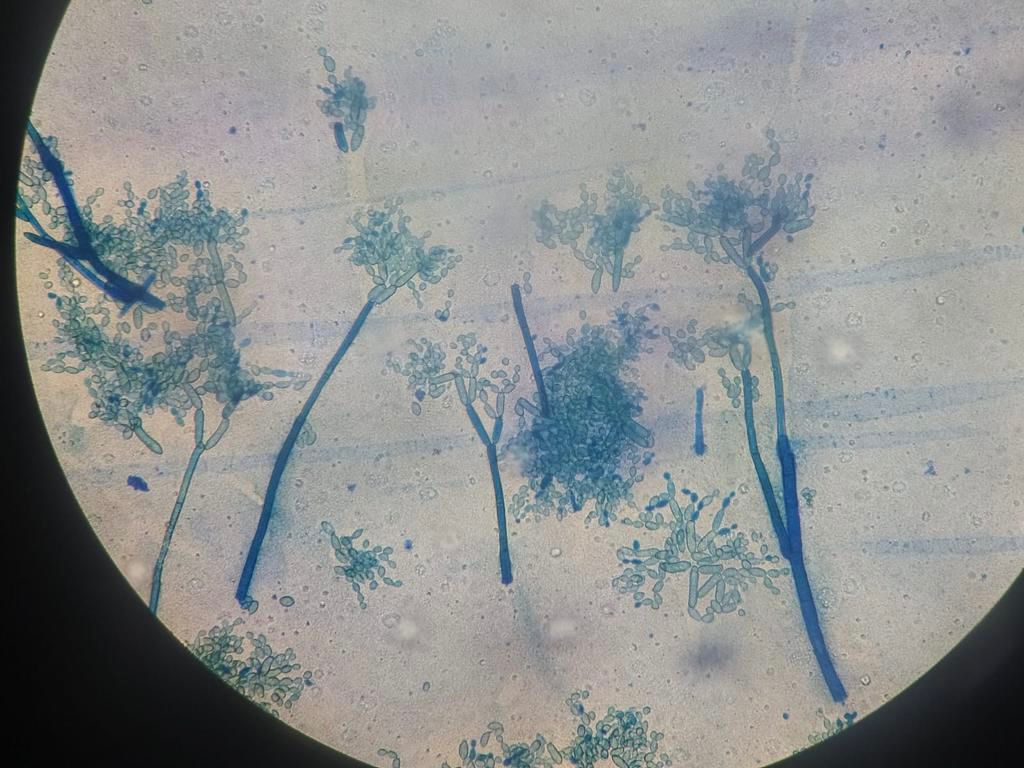 Vanessa Reyes Peña-4