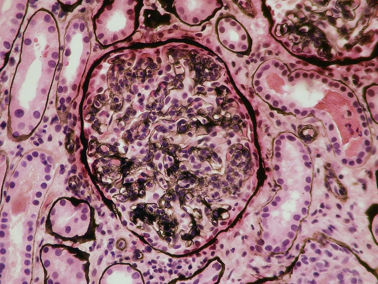 Georgina Del Rocio Guerrero Obregón-5