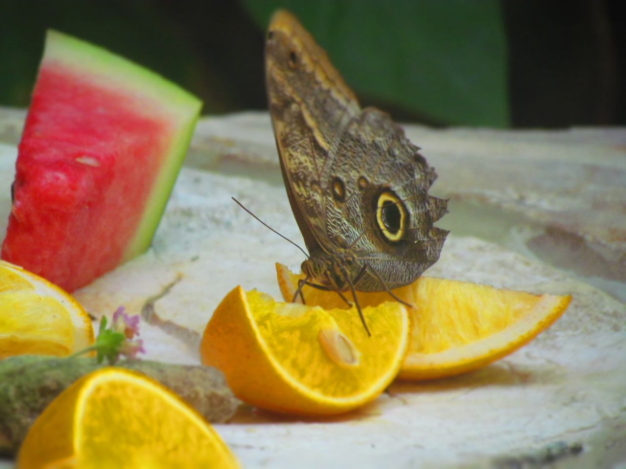 Dino Rodrigo Arellano-Belloc Herrera-1