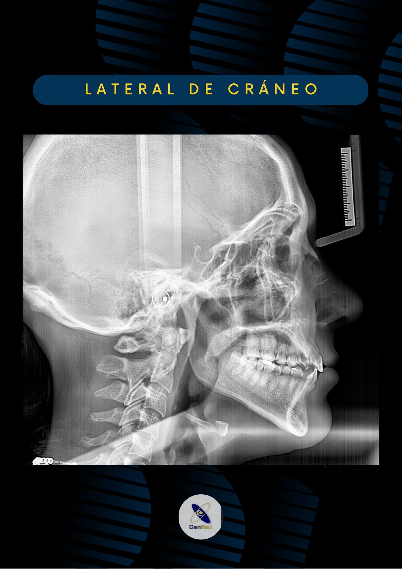 Lizbeth Rodríguez Capetillo-24