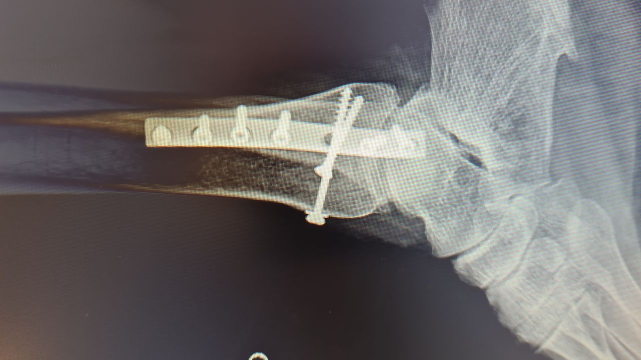 Guillermo Galaz  Portillo-4