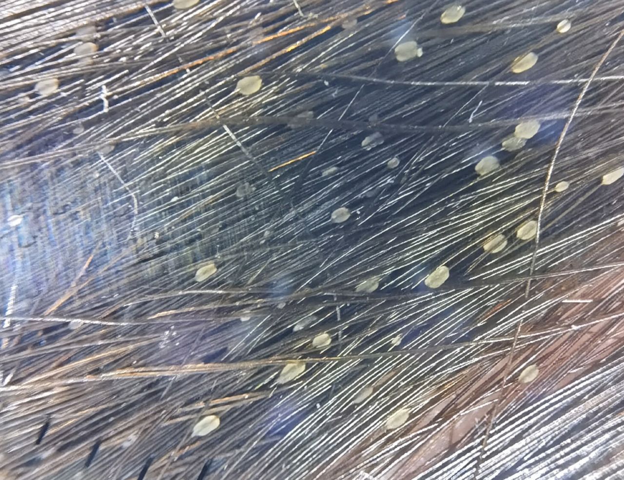 Lauro Francisco Varela Coronado-5