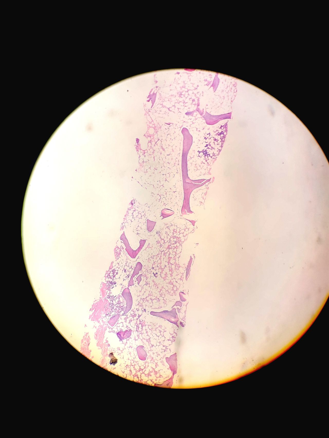 Irina Y. Cazares Martinez-7