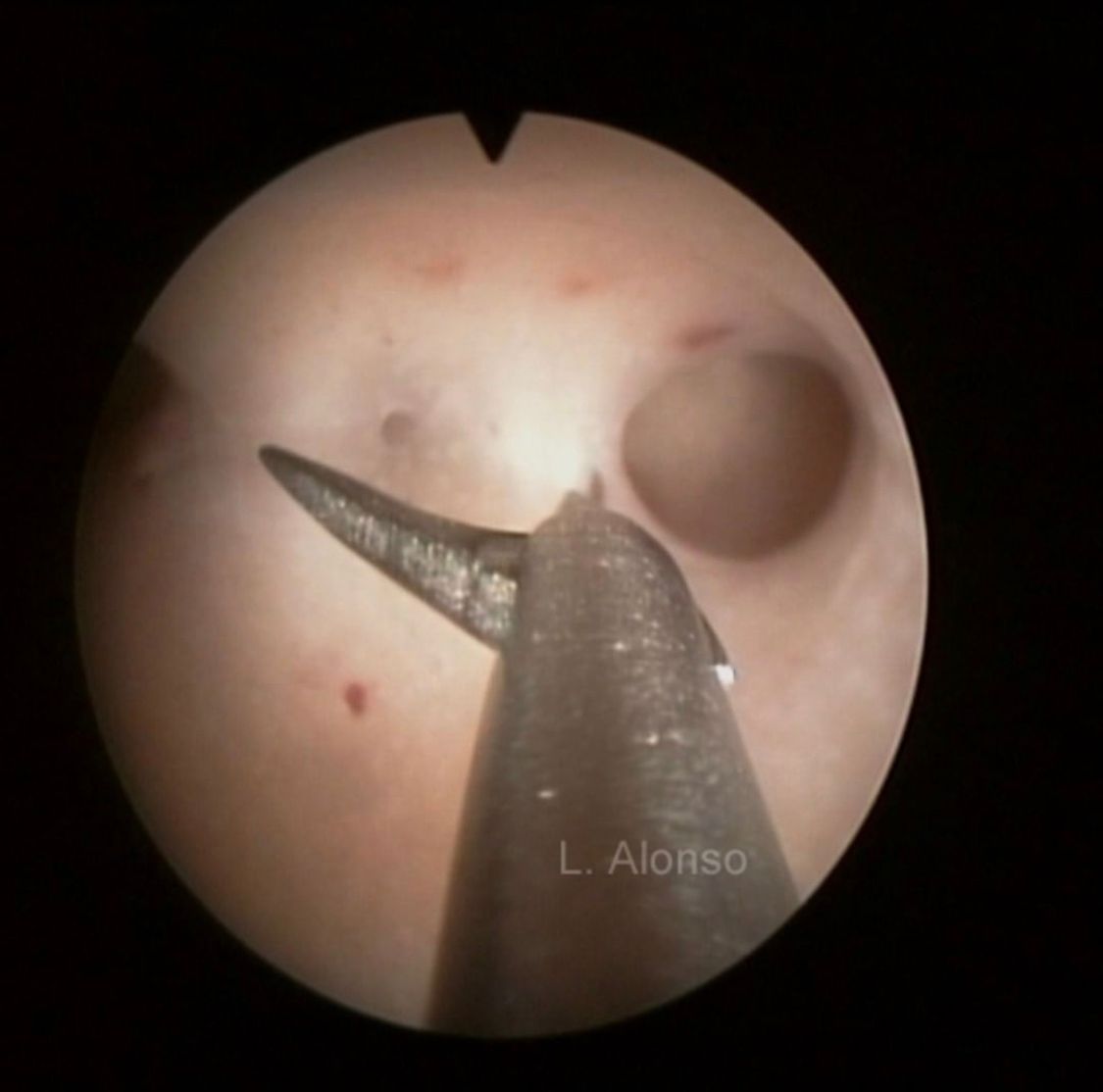 Liliana Morales Domínguez-4