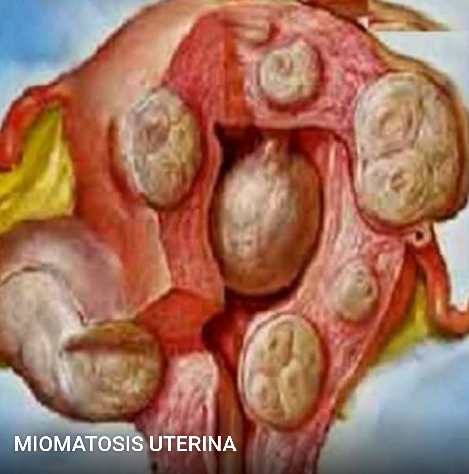 Ma. Del Carmen Hernández Ovando-10