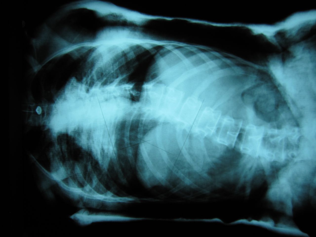 José Antonio Canales Najera-5