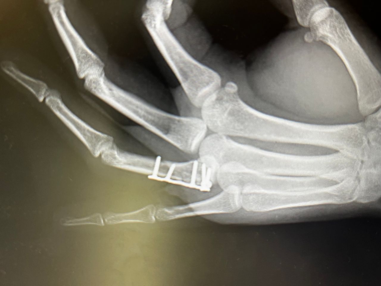 Alberto Lorenzo Cortés-1