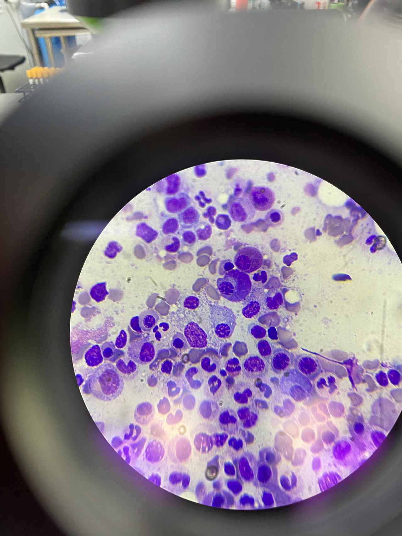 María Genoveva Bravo Reséndiz-2