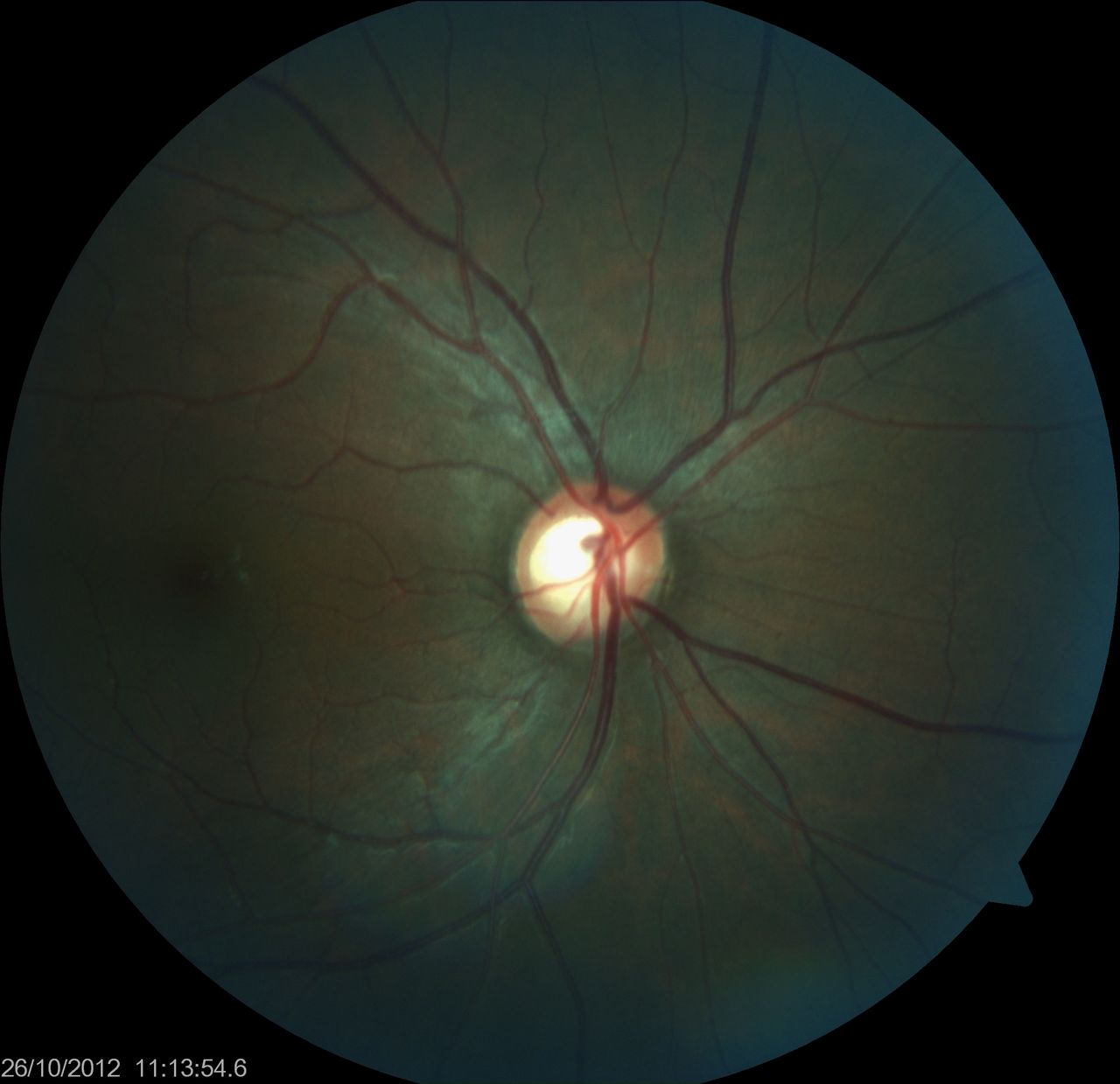 Cristina Guadalupe Isida Llerandi-12