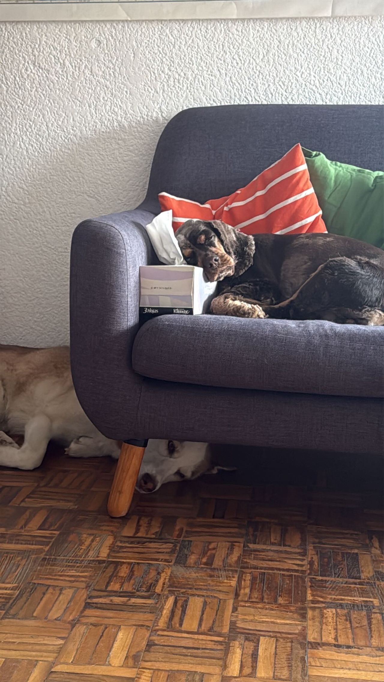 Frida Castañeda-0