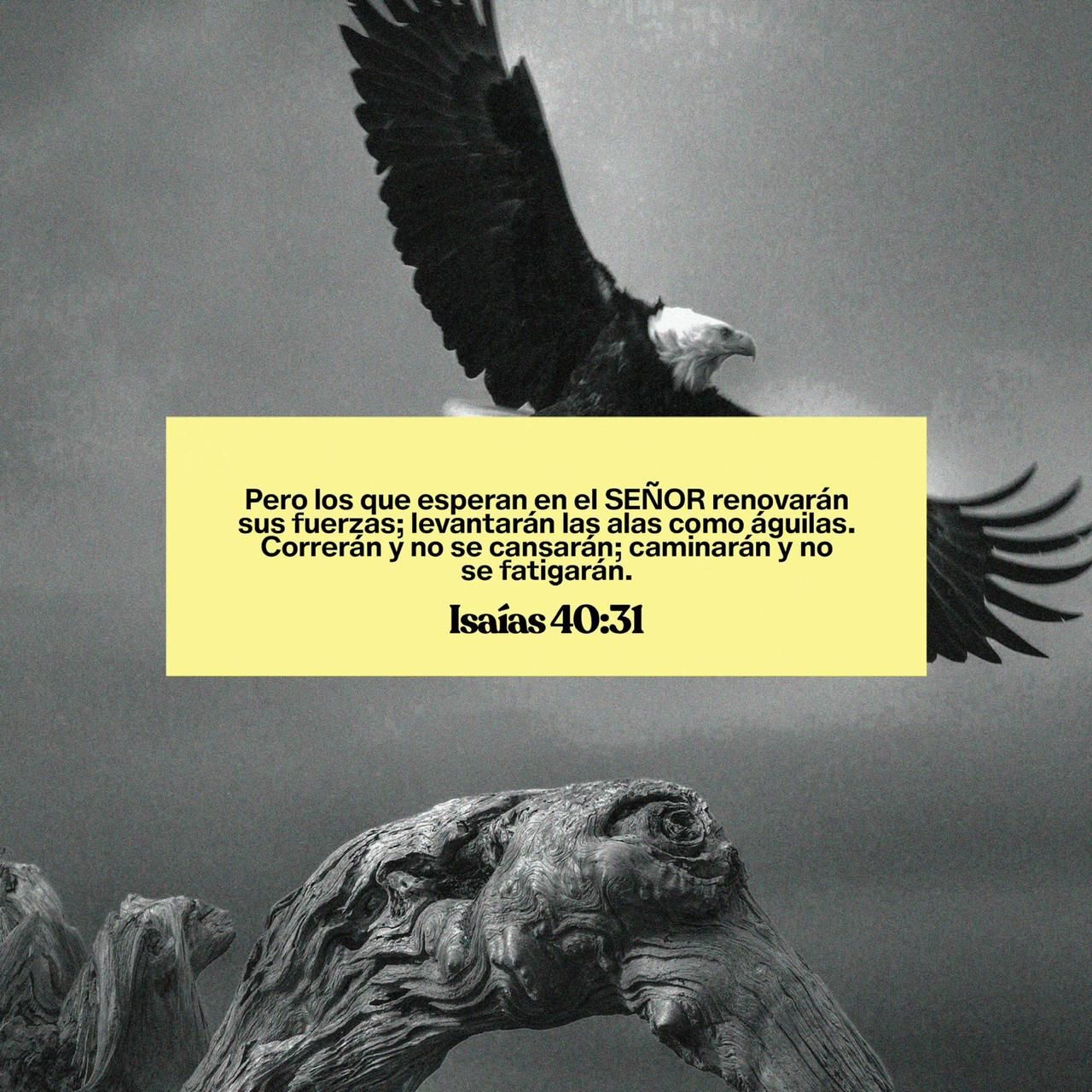 Rodrigo Ibáñez Garrido-5