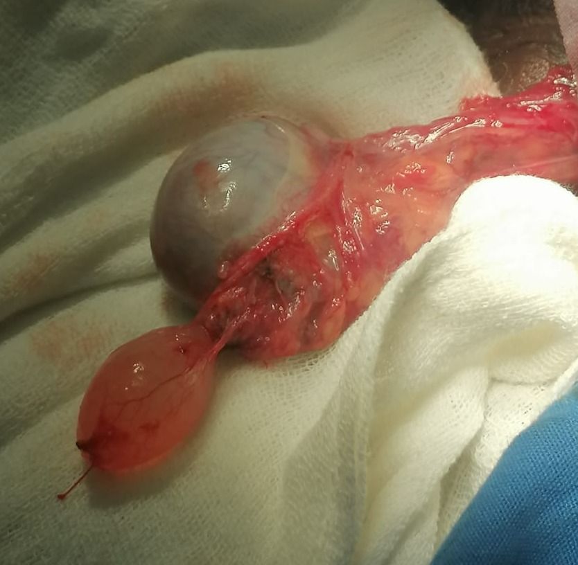 Lázaro Sánchez Vicuña-9