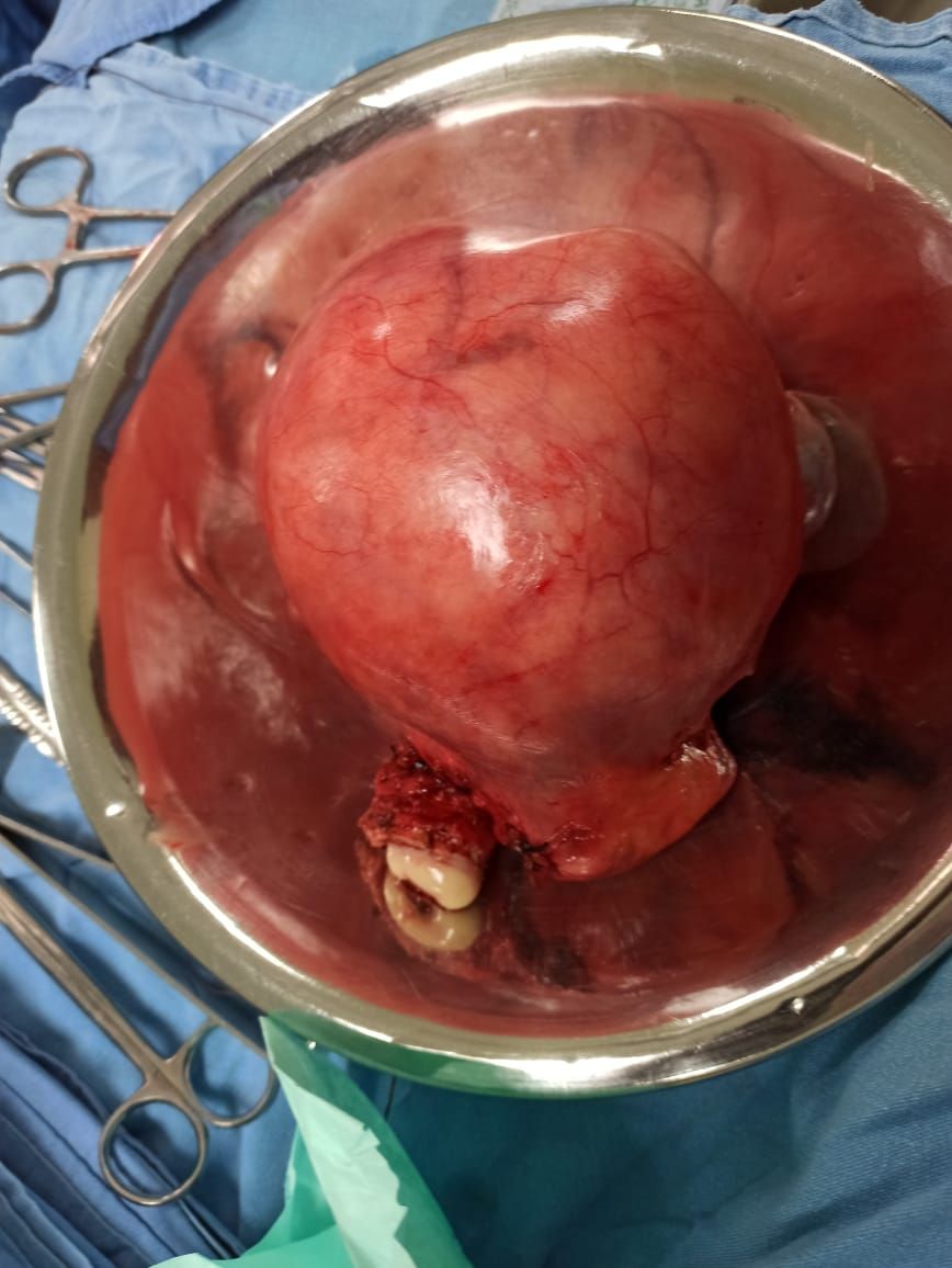 Marisol I. Alvarez Carrasco-15