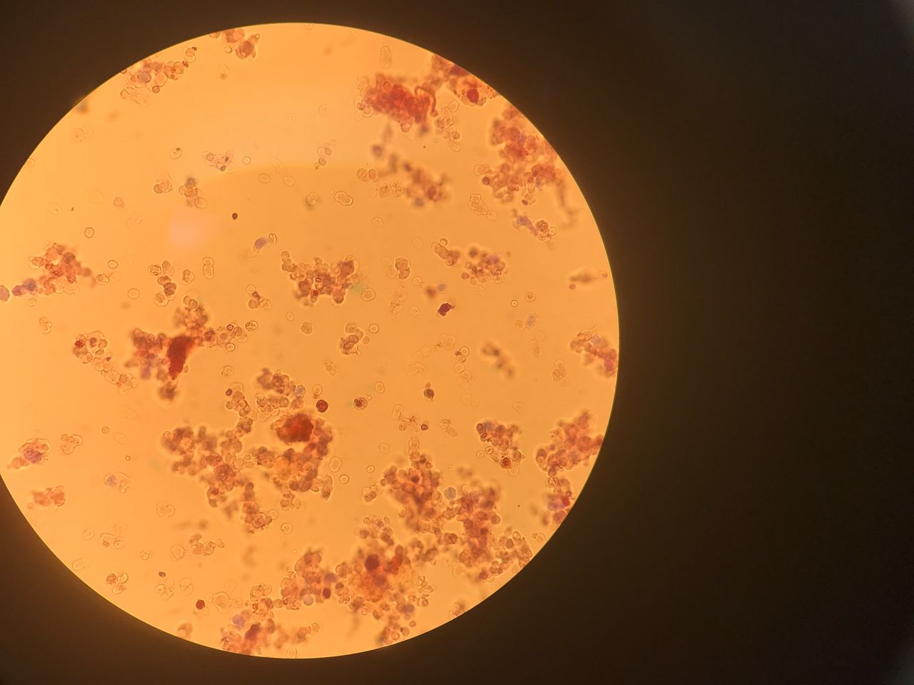 Georgina Del Rocio Guerrero Obregón-3