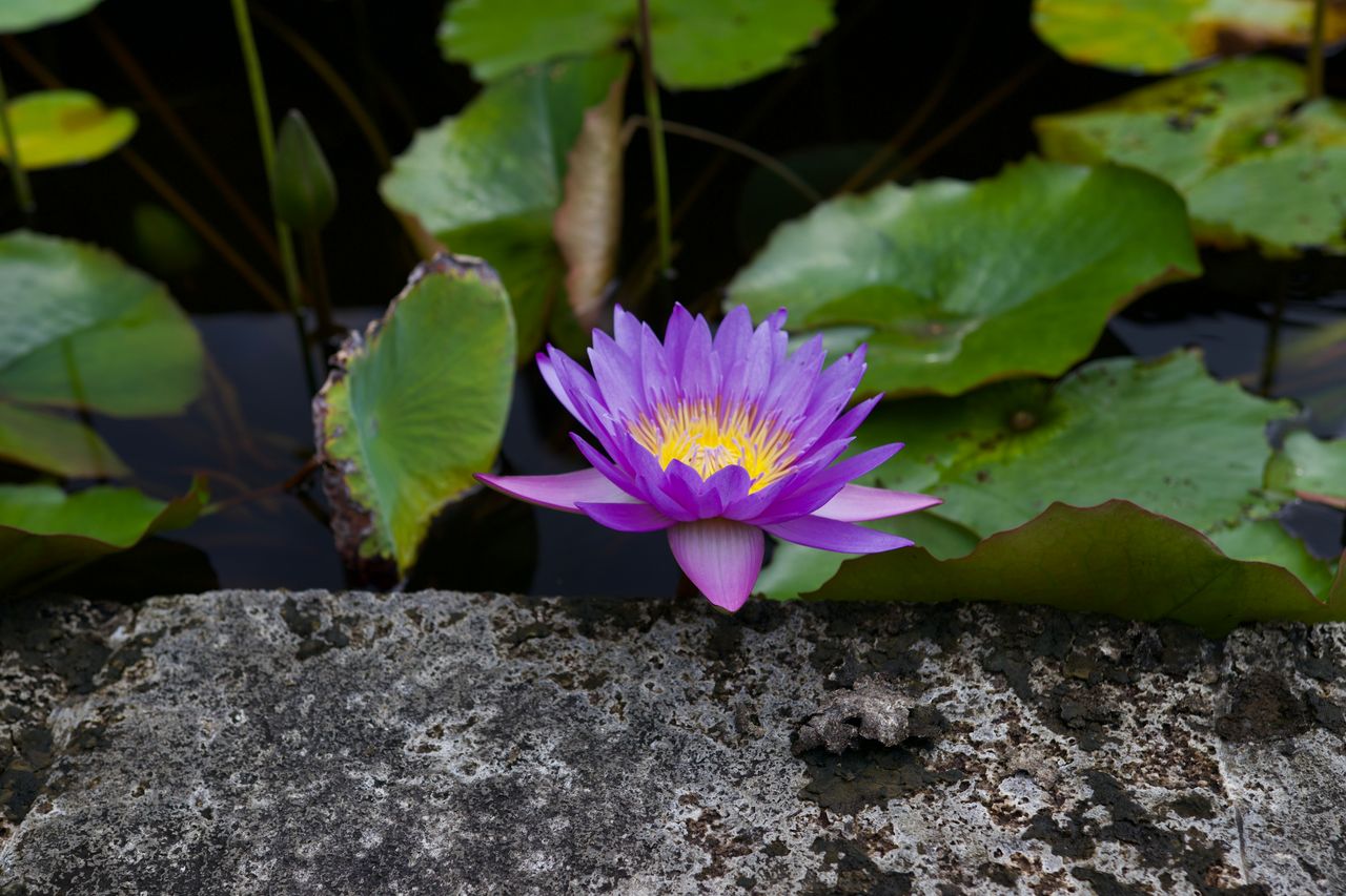 Lilian Vázquez Mellado C.-0