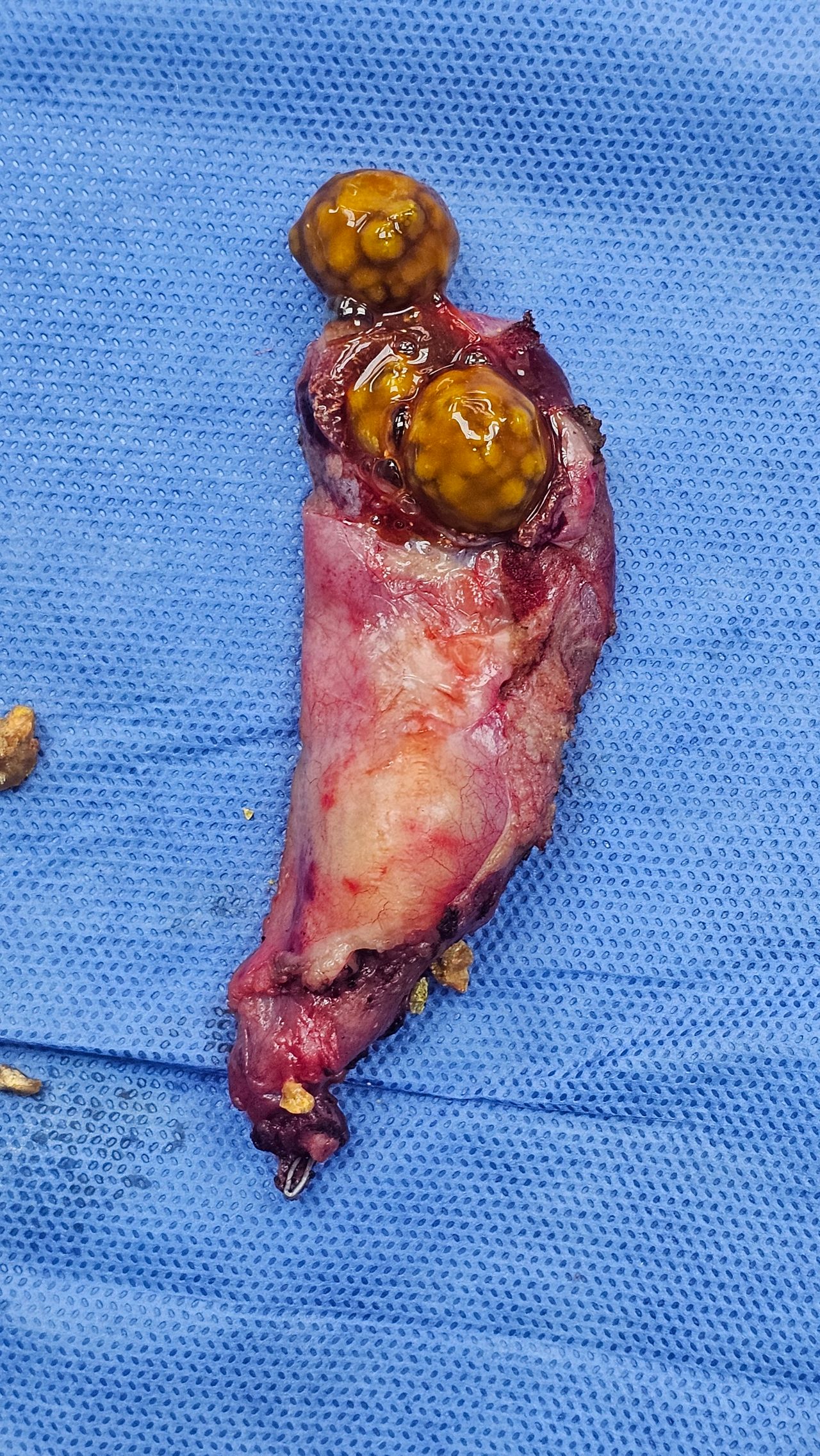 Nelson A. Saavedra Estrada-22