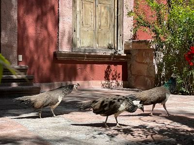 Trino José Baptista-11