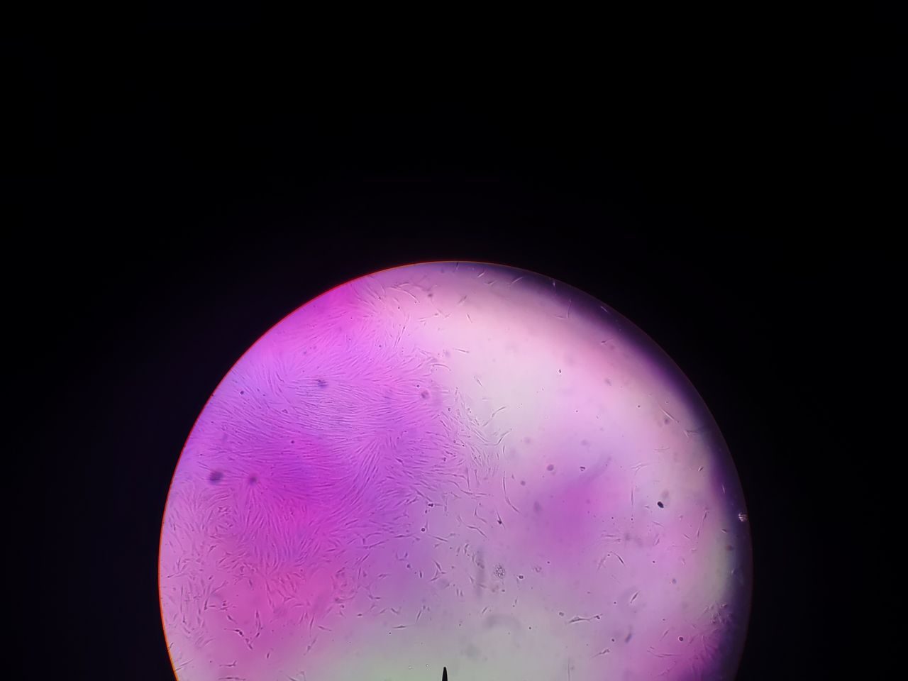 Marion Pearl Cobian-13