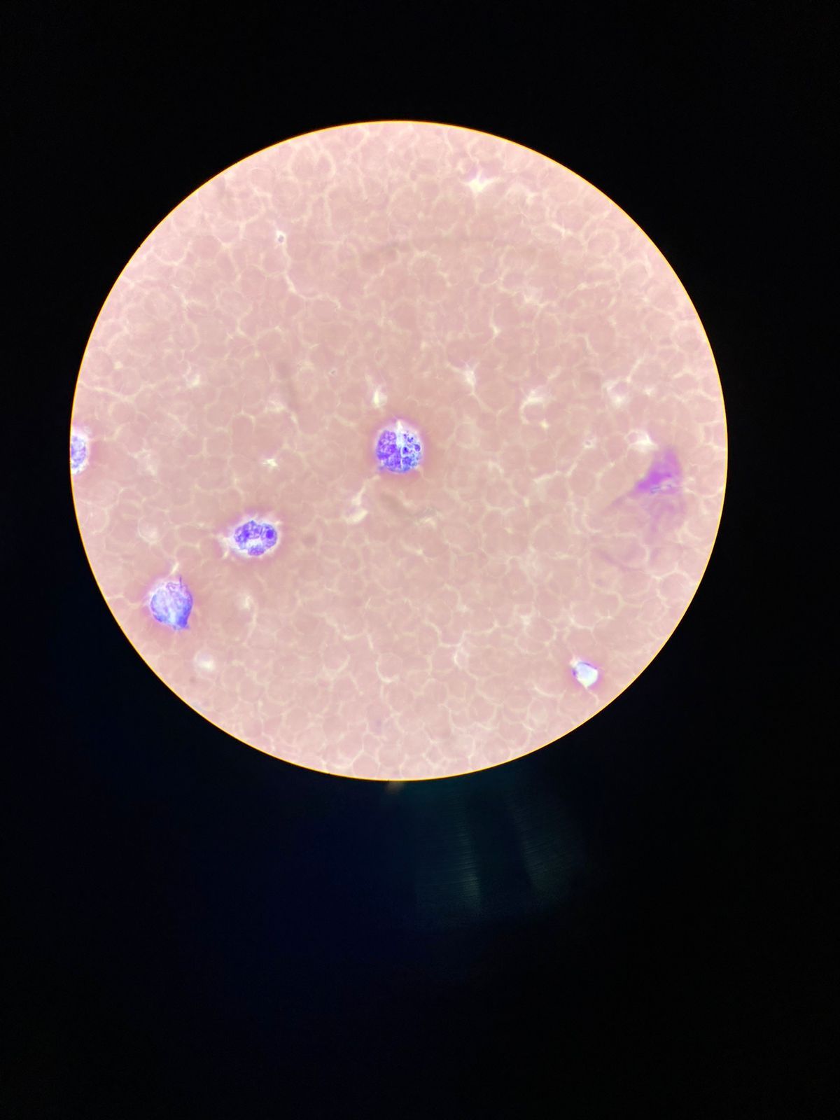 Vanessa Reyes Peña-3