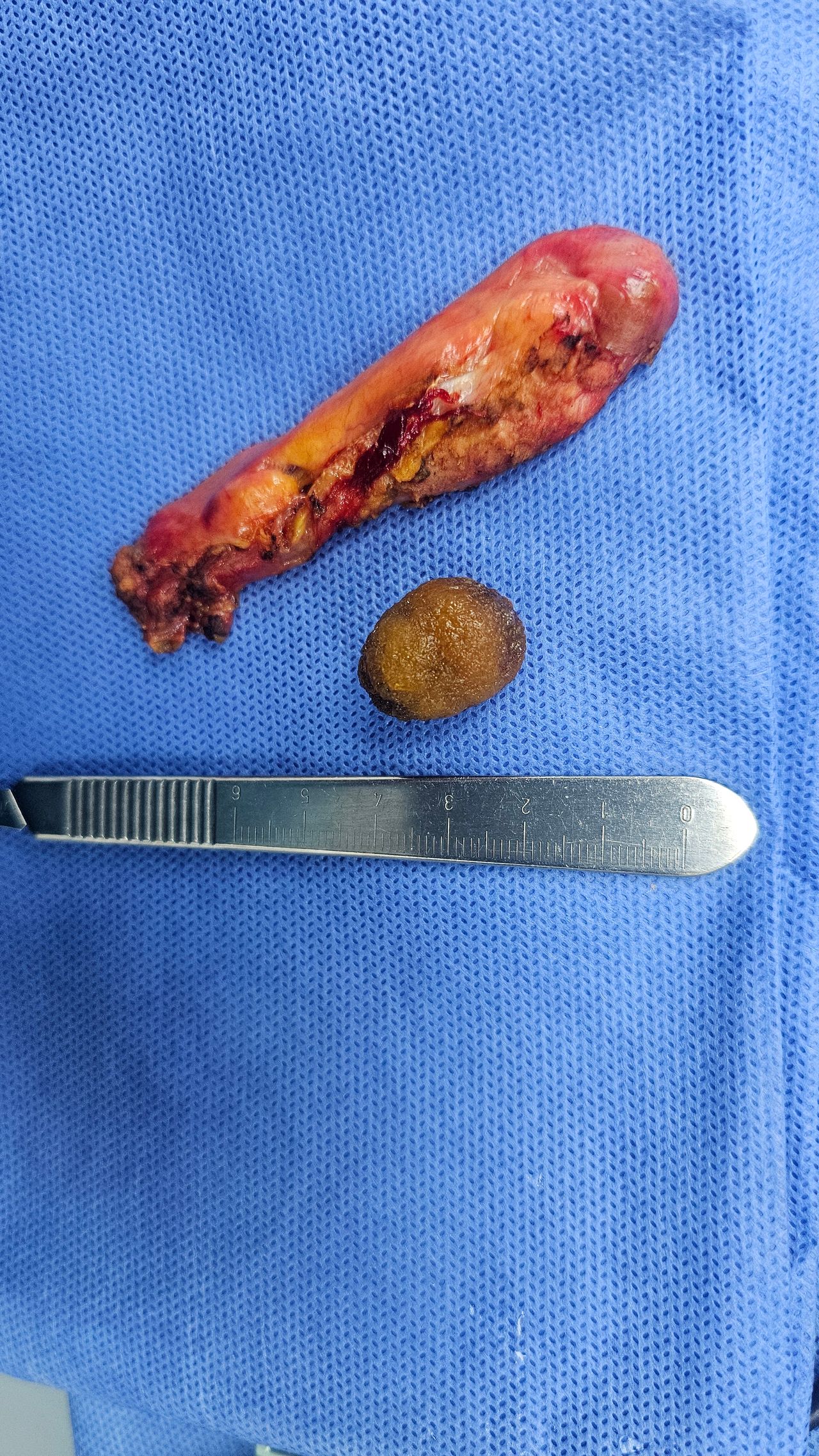 Nelson A. Saavedra Estrada-19