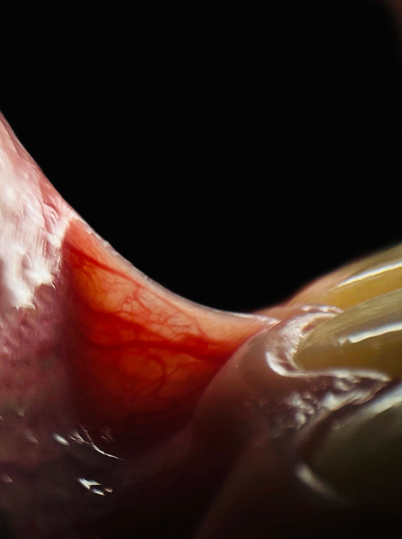 Jazmin A. Acosta Díaz-8