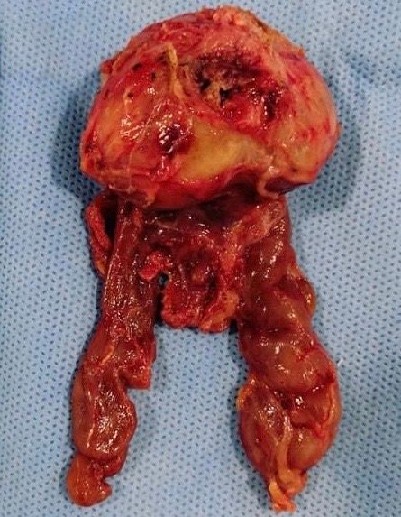 Eduardo Montiel Delgado-11