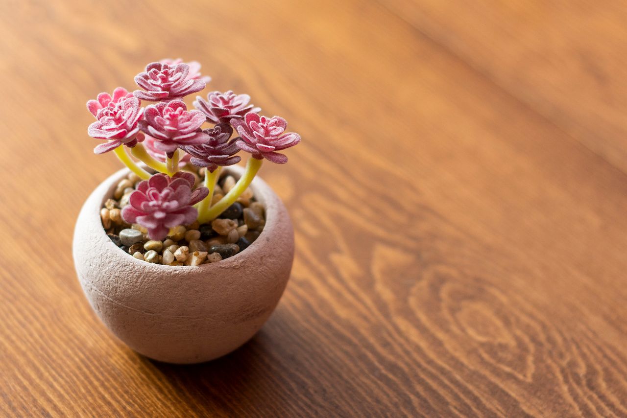 Jessica Viridiana Gómez-3