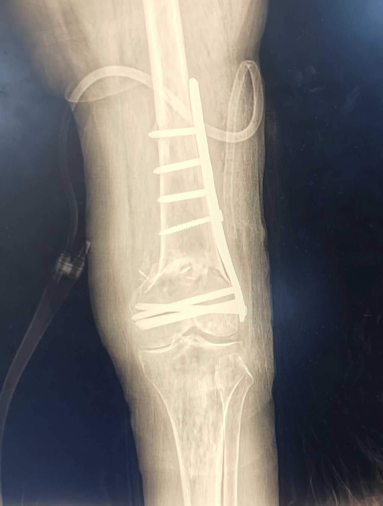 Juan José Ríos Chagoya-4