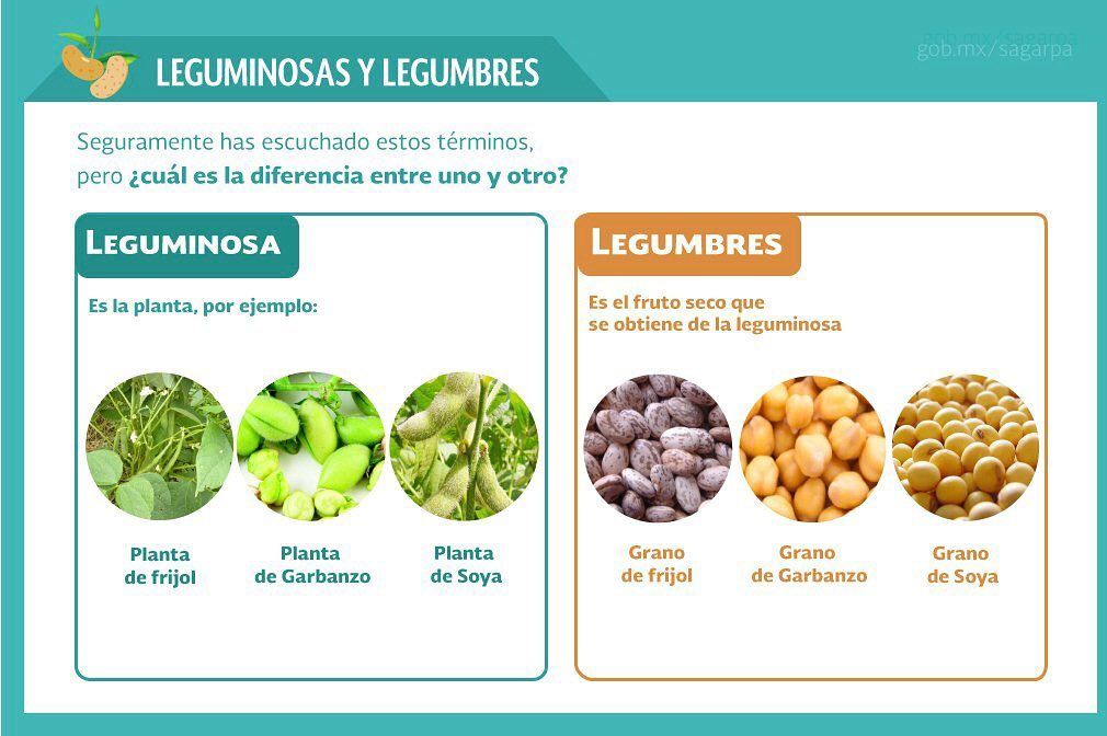 Laura Angélica Vega Ramirez-2