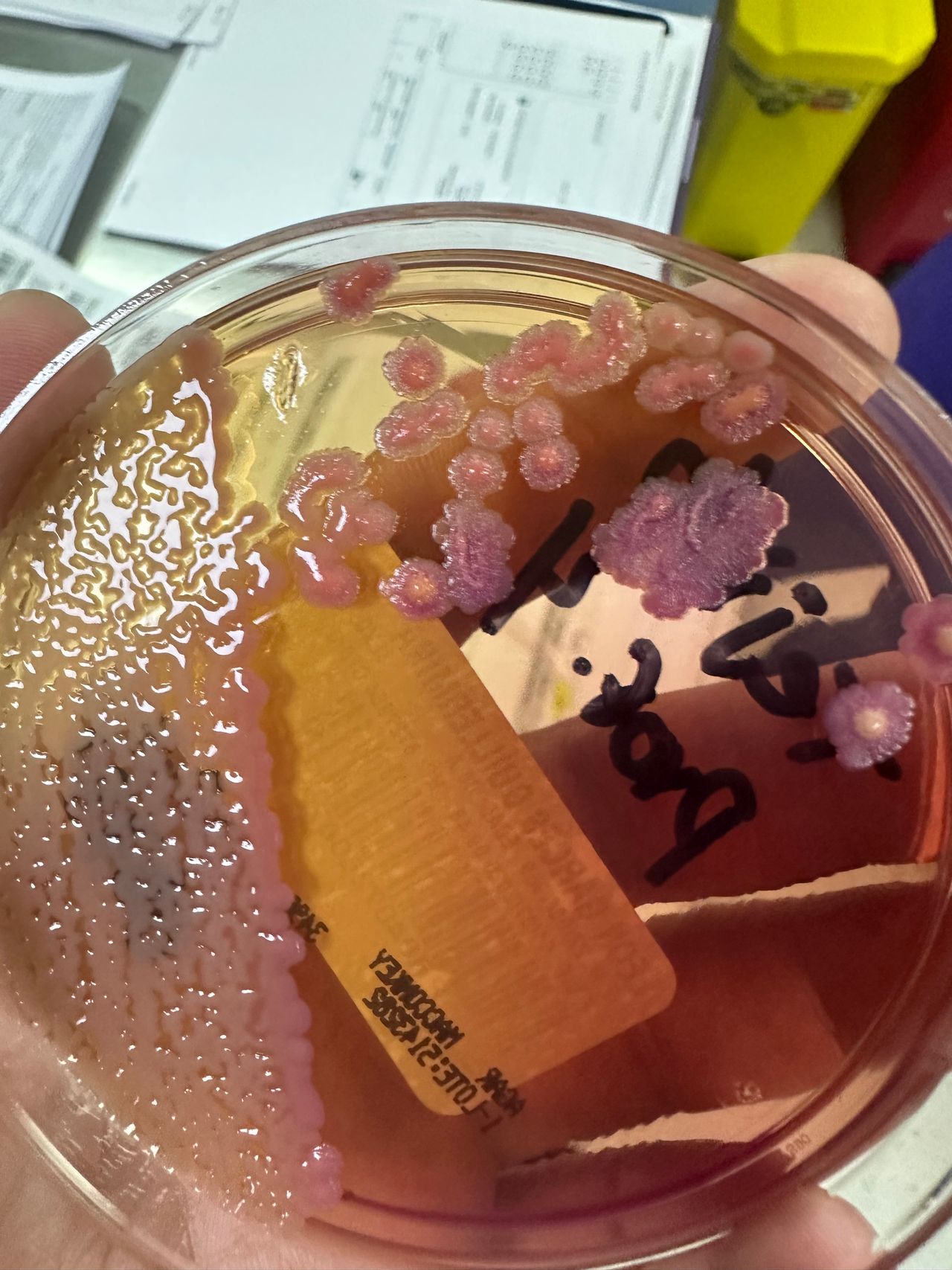 David Rodríguez Luna-1