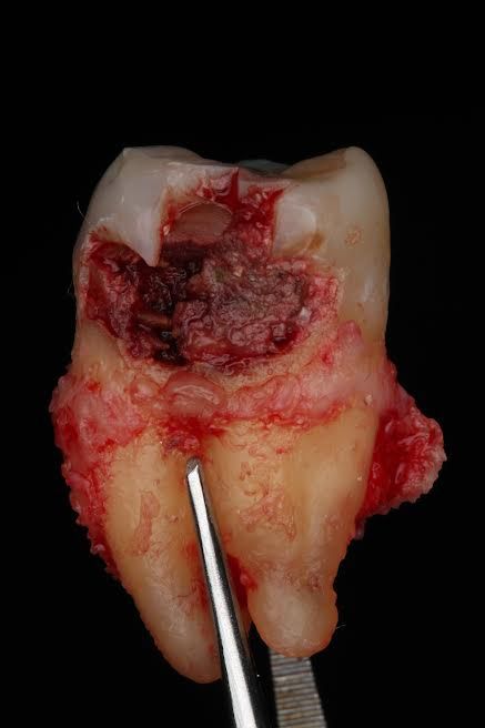 Yessica Ornelas Centeno-2