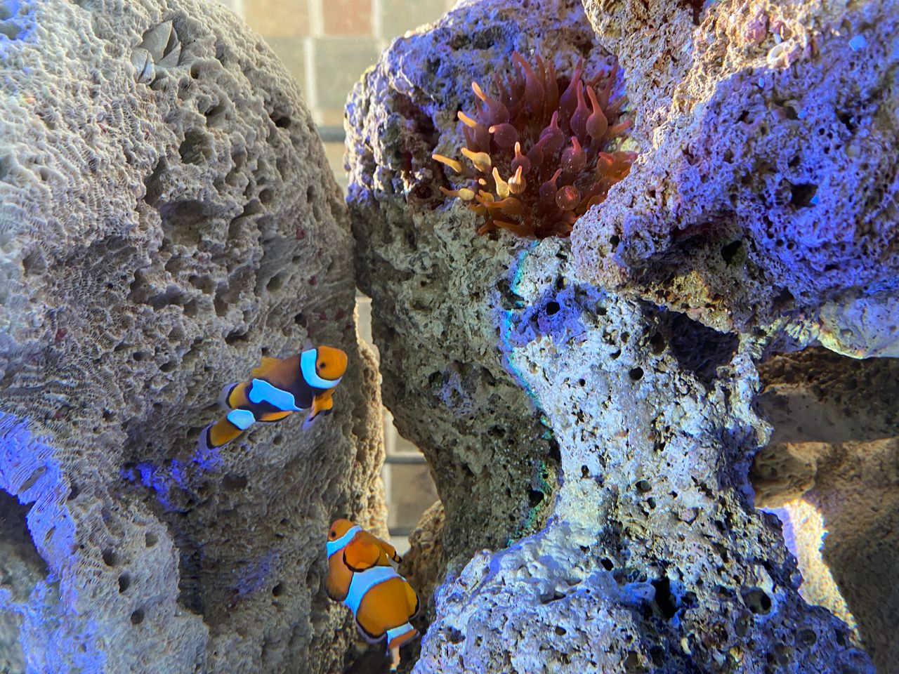 Gabriela Ivannova Zambrano García-6