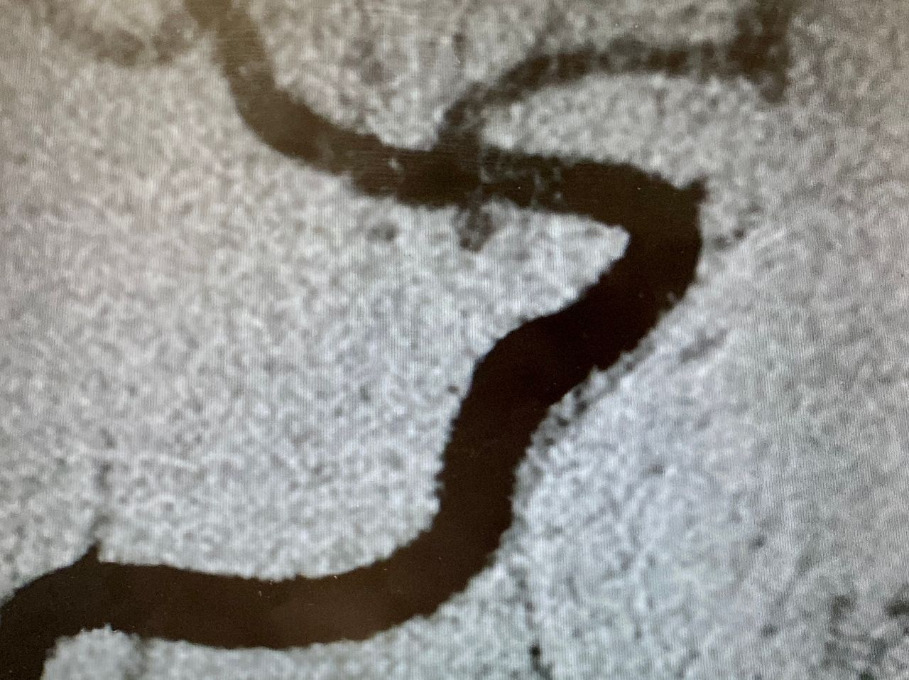 Gustavo De Jesús Parra Romero-17