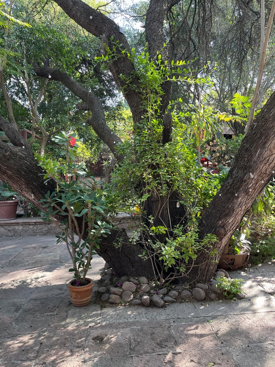 Hatzel Elier Robles Maltez-2