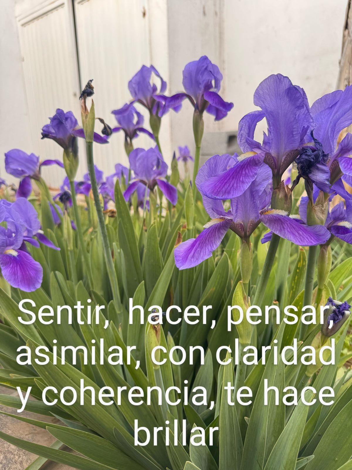 Rosalia Aguilar Hopper-0