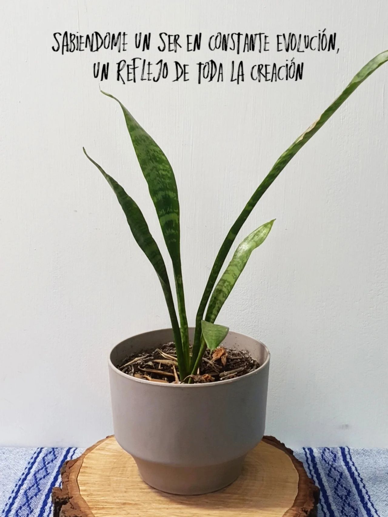 José Juan Ramírez Quintanilla-2