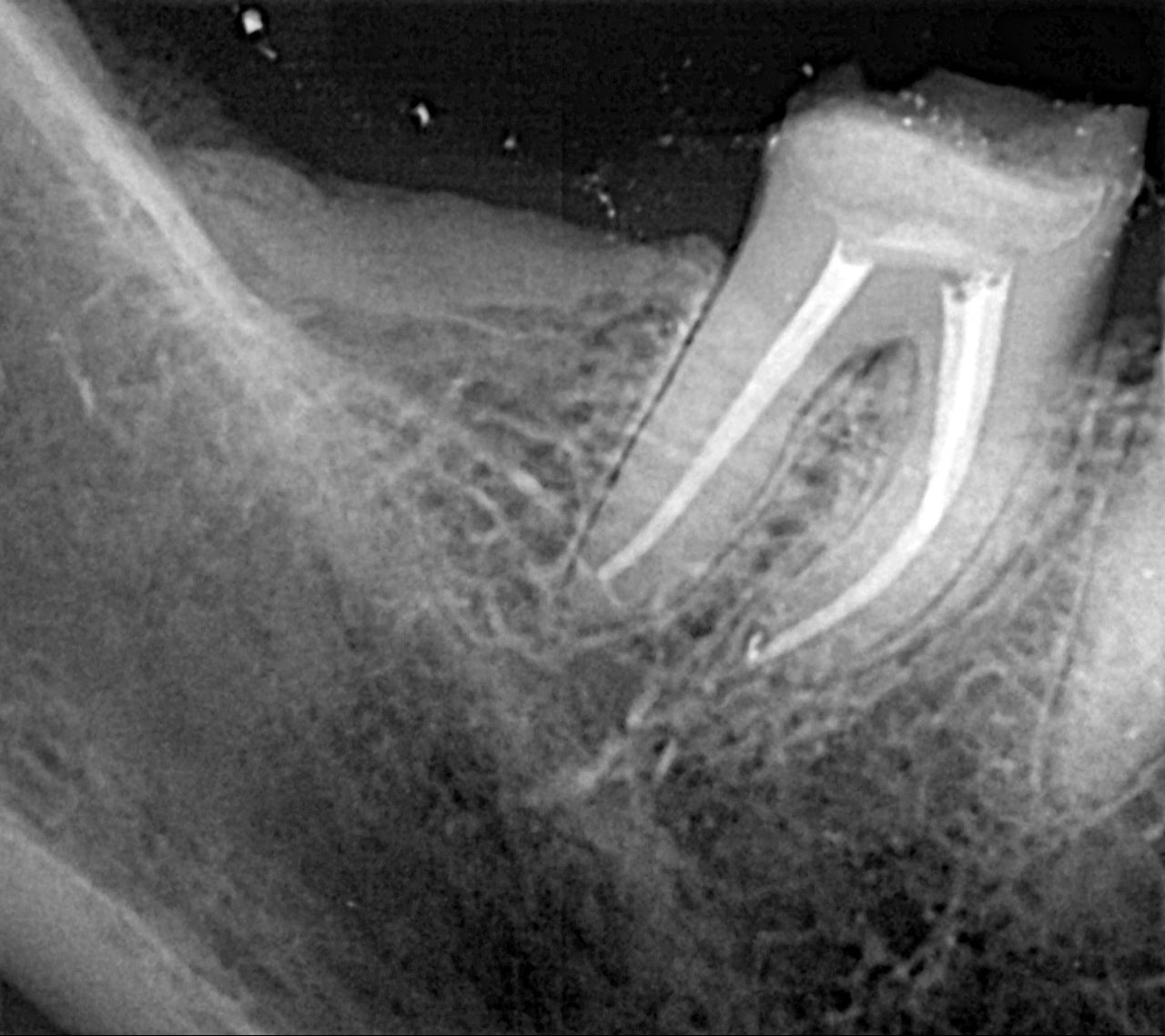 Vanessa Cota Arredondo-1