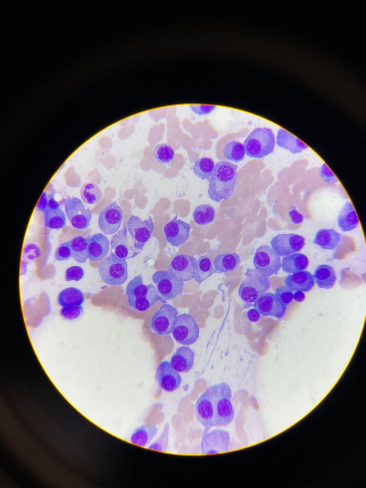 Irina Y. Cazares Martinez-9