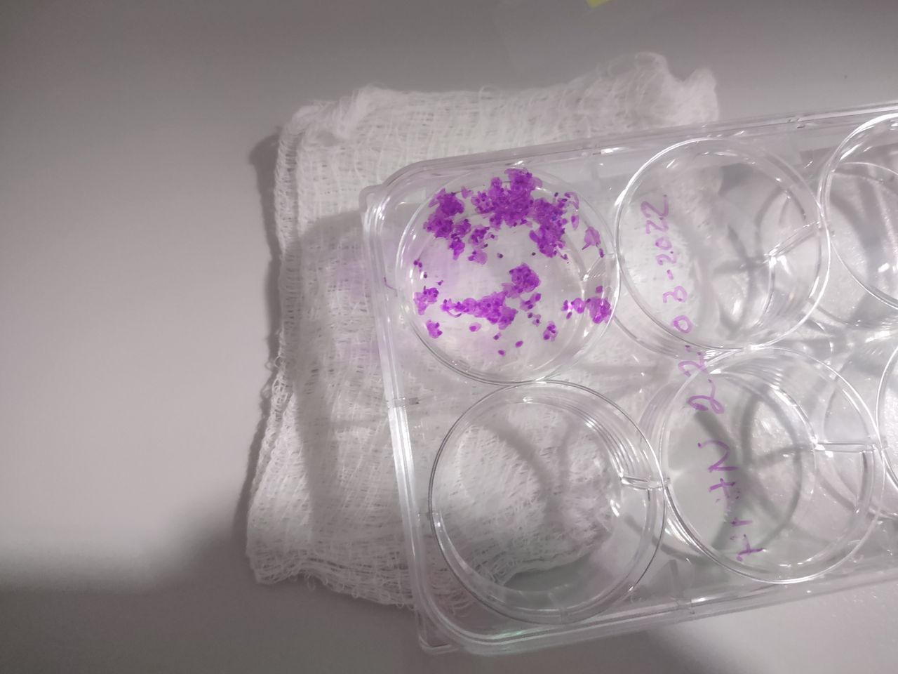 Marion Pearl Cobian-14